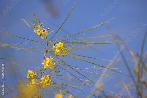 flowers of Parkinsonia aculeata on blue sky photo