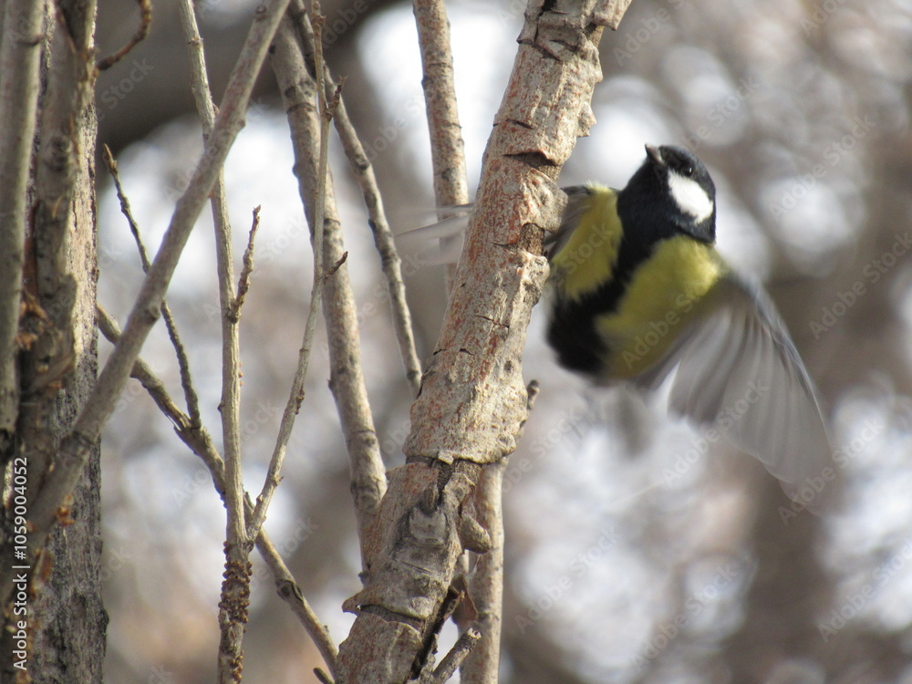 Fototapeta premium great spotted woodpecker