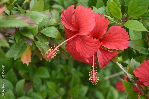 flower of Shoeblackplant plant, red Shoeblackplant flower, shoeblackplant flowers bloom among its dense leaves, Beautiful red flower closeup, Chakwal, Punjab, Pakistan photo