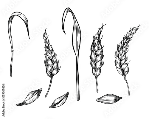 Wheat ear, stalks and grains black white graphic vector illustration isolated. Set of spikelet cereals, barley stems monochrome botanical sketch hand drawn by ink for natural design, grocery, bakery.