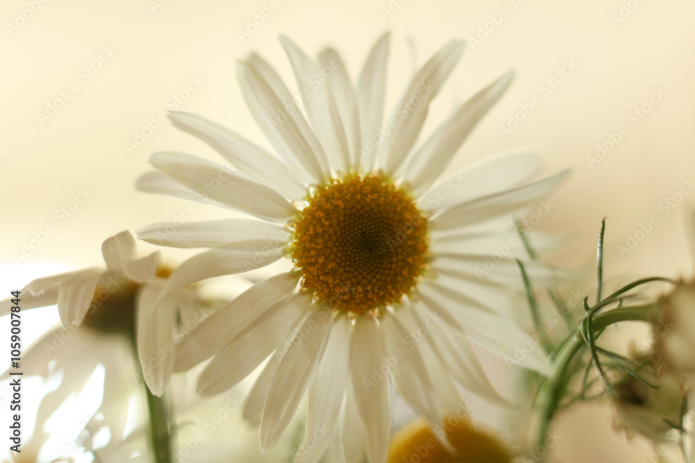 Fototapeta premium chamomile flower on a green background. selective focus