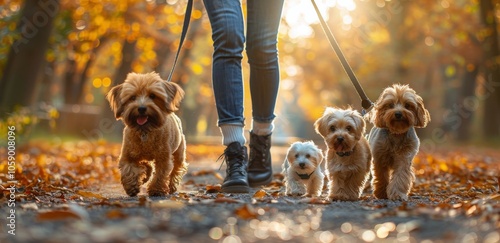 Person Walking Four Dogs on Path Through Autumn Forest