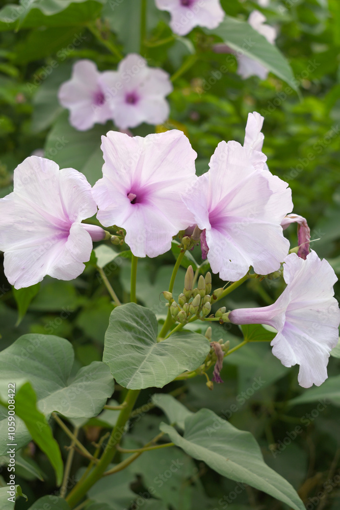 Ipomoea carnea, Ipomoea carnea, the pink morning glory is a species of morning glory that grows as a bush, A close view of Ipomoea carnea flower in nature, Chakwal, Punjab, Pakistan Ipomoea carnea, Ipomoea carnea, the pink morning glory is a species of morning glory that grows as a bush, A close view of Ipomoea carnea flower in nature, Chakwal, Punjab, Pakistan