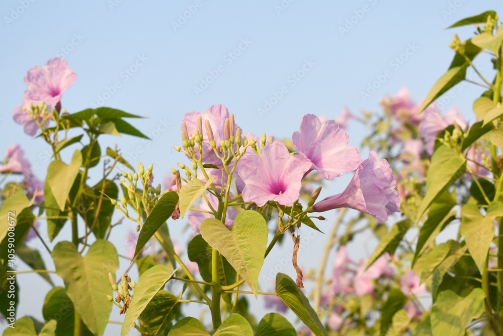 Obraz premium Ipomoea carnea, Ipomoea carnea, the pink morning glory is a species of morning glory that grows as a bush, A close view of Ipomoea carnea flower in nature, Chakwal, Punjab, Pakistan