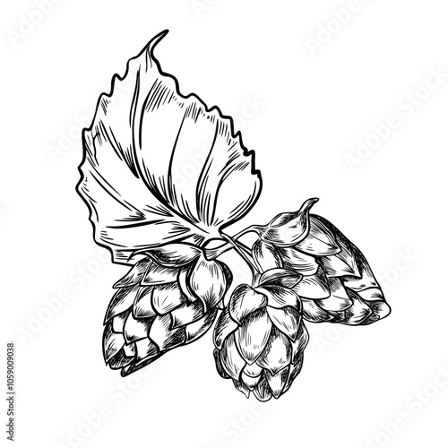 Bunch of hops cones and leaf black white graphic vector illustration isolated. Cones humulus engraving hand drawn by ink in botanical sketch for design beer label, packaging, Oktoberfest poster