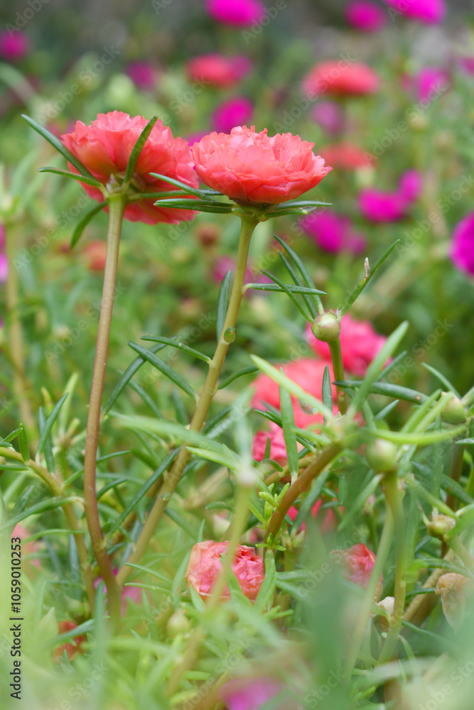 Portulaca grandiflora or moss rose purslane flower closeup, Closeup pink moss rose purslane (portulaca grandiflora) flowers in garden tropical, delicate dreamy of beauty of nature with green leaves