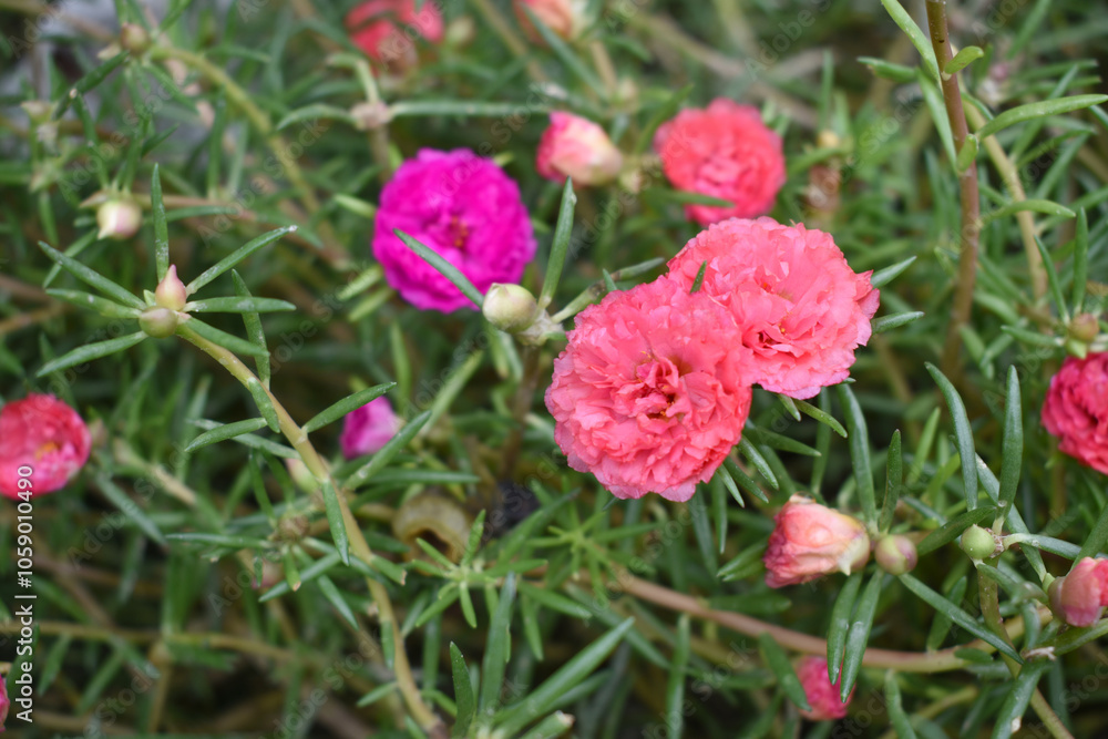 Portulaca grandiflora or moss rose purslane flower closeup, Closeup pink moss rose purslane (portulaca grandiflora) flowers in garden tropical, delicate dreamy of beauty of nature with green leaves Portulaca grandiflora or moss rose purslane flower closeup, Closeup pink moss rose purslane (portulaca grandiflora) flowers in garden tropical, delicate dreamy of beauty of nature with green leaves