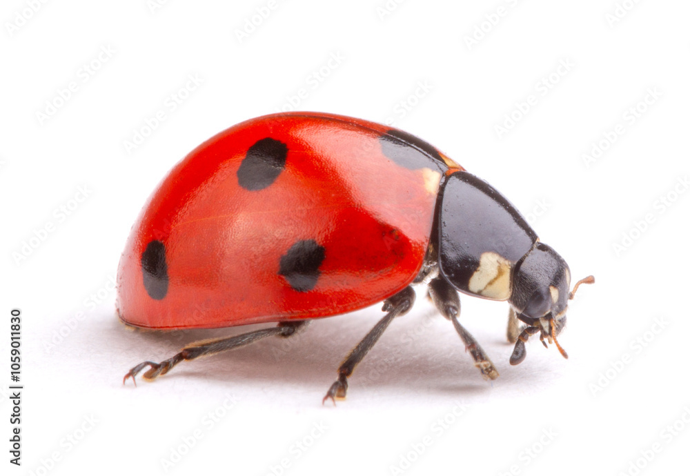 Ladybug on white background Ladybug on white background