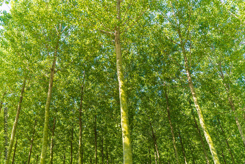Obraz na płótnie Sile River Natural Park w salonie