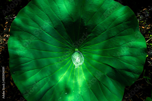 water lily leaf with dew drops