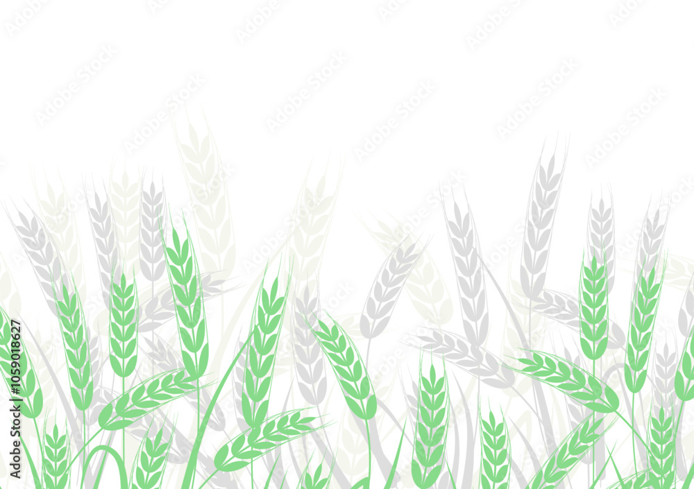 Fototapeta premium grain, rye, wheat - background, banner vector illustration