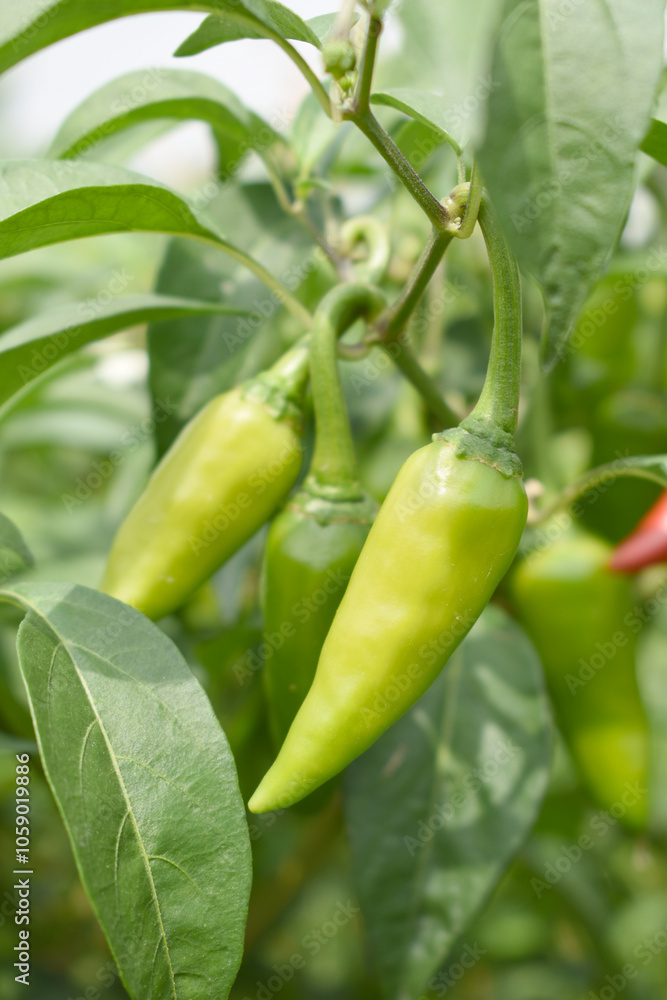 fresh green chili on plant closeup, chili plants in organic farming, Chilies closeup in field, Green chili plant in a farmer's field, Ripe green chili on a plant in Chakwal, Punjab, Pakistan fresh green chili on plant closeup, chili plants in organic farming, Chilies closeup in field, Green chili plant in a farmer's field, Ripe green chili on a plant in Chakwal, Punjab, Pakistan
