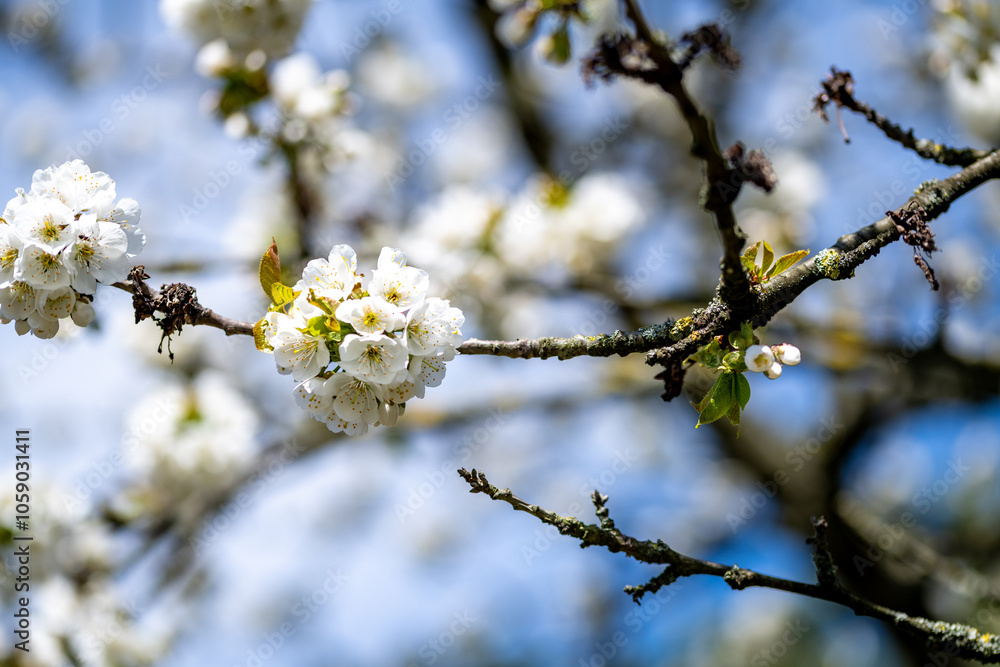 Blooming Cherry Blossoms on a Branch Against a Blue Sky Blooming Cherry Blossoms on a Branch Against a Blue Sky