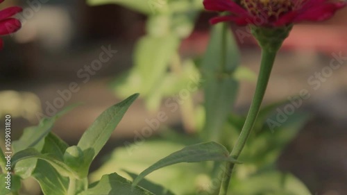 red flower in the garden