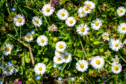 Field of Blooming Daisies Surrounded by Small Blue Flowers photo