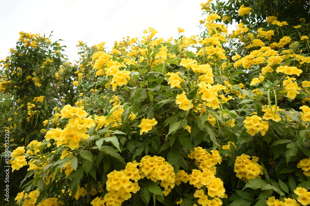 Obraz premium Yellow trumpetbush (Tecoma stans) Called Yellow bell or Yellow Elder Flower, trumpet flower, Beautiful bunch of yellow flowers closeup with green leaves Background, tecoma stans