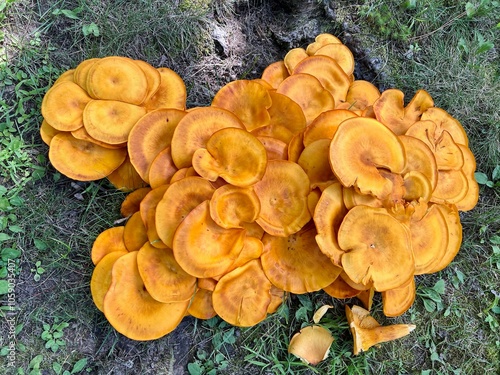 Omphalotus illudens Jack O Lantern Mushroom