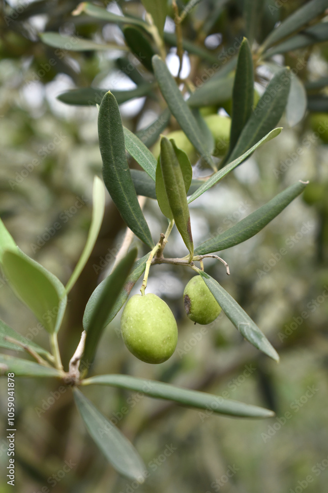 unripe green olives on tree closeup, Olive-tree branch with unripe green olives, olive tree plantation during harvest, unripe green olives on the tree with green leaves, Chakwal, Punjab, Pakistan unripe green olives on tree closeup, Olive-tree branch with unripe green olives, olive tree plantation during harvest, unripe green olives on the tree with green leaves, Chakwal, Punjab, Pakistan