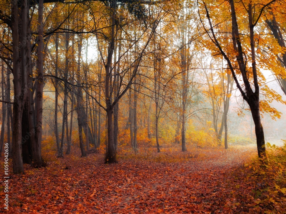 Magical forest with yellow leaves in the fog. Fall colours in the park. Atmospheric autumn landscape. Magical forest with yellow leaves in the fog. Fall colours in the park. Atmospheric autumn landscape.