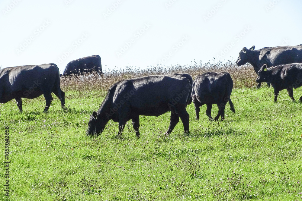Black angus cows on the meadow Black angus cows on the meadow