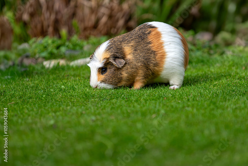 Tricolor domestic guinea pig photo