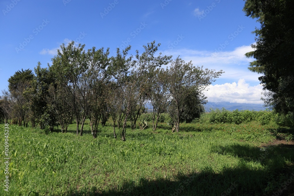 Lush corn crop growing and trees in the community of Calpan, Puebla, under a clear sky Lush corn crop growing and trees in the community of Calpan, Puebla, under a clear sky