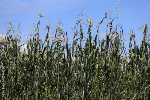 Lush corn crop growing in the community of Calpan, Puebla, under a clear sky