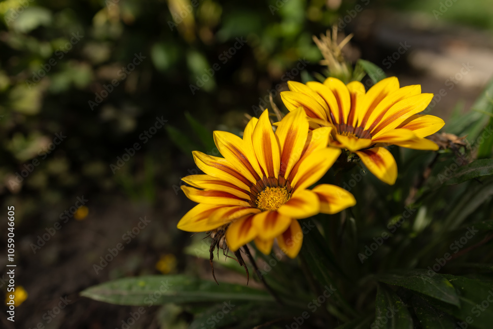 Beautiful Flowers Gazania in Flower Garden Beautiful Flowers Gazania in Flower Garden