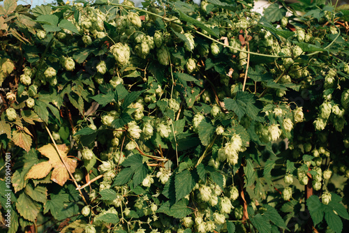 bunches of growing wild hops photo