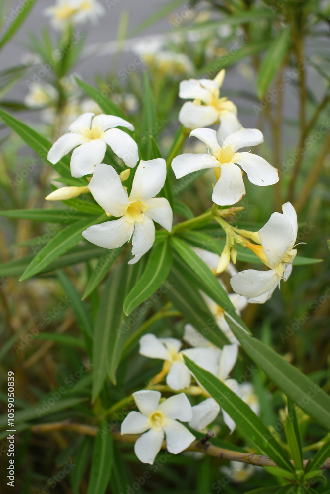 Nerium oleander in bloom, White siplicity bunch of flowers and green leaves on branches, Nerium Oleander shrub white flowers, ornamental shrub branches in daylight, bunch of flowers closeup Nerium oleander in bloom, White siplicity bunch of flowers and green leaves on branches, Nerium Oleander shrub white flowers, ornamental shrub branches in daylight, bunch of flowers closeup