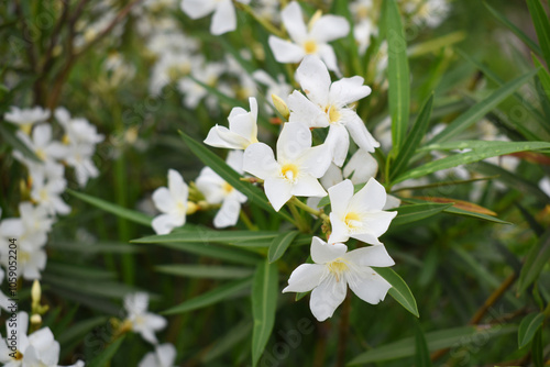 Nerium oleander in bloom, White siplicity bunch of flowers and green leaves on branches, Nerium Oleander shrub white flowers, ornamental shrub branches in daylight, bunch of flowers closeup