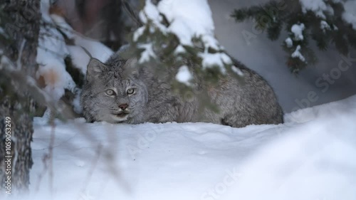 Canadian Lynx (Lynx canadensis) sitting in the snowy forest; Yukon, Canada