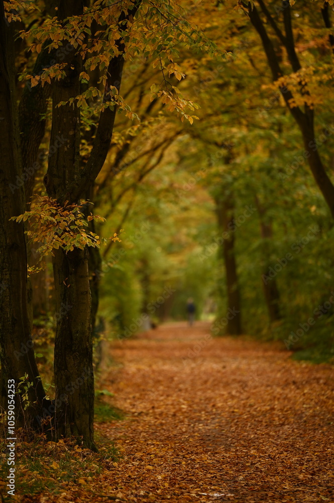 Fototapeta premium autumn in the park landscape