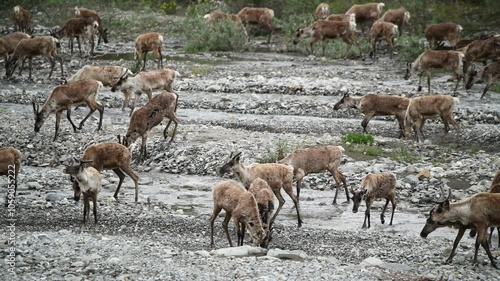 Porcupine caribou (Rangifer tarandus arcticus) herd stopping to drink as they migrate through Ivvavik National Park; Yukon, Canada photo