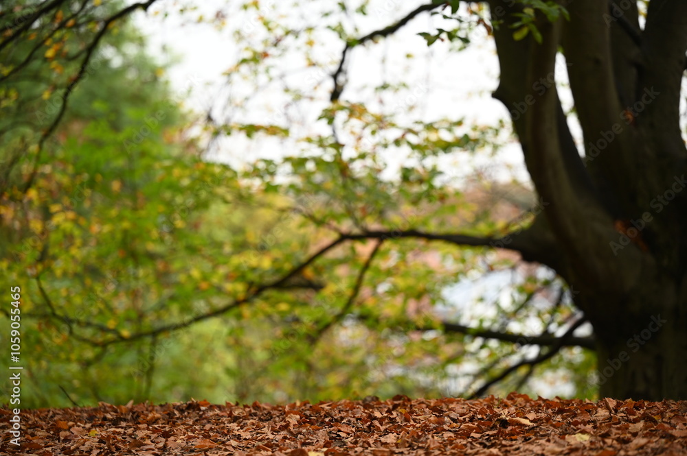 autumn in the park landscape autumn in the park landscape