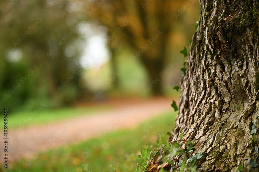 Obraz premium autumn in the park landscape