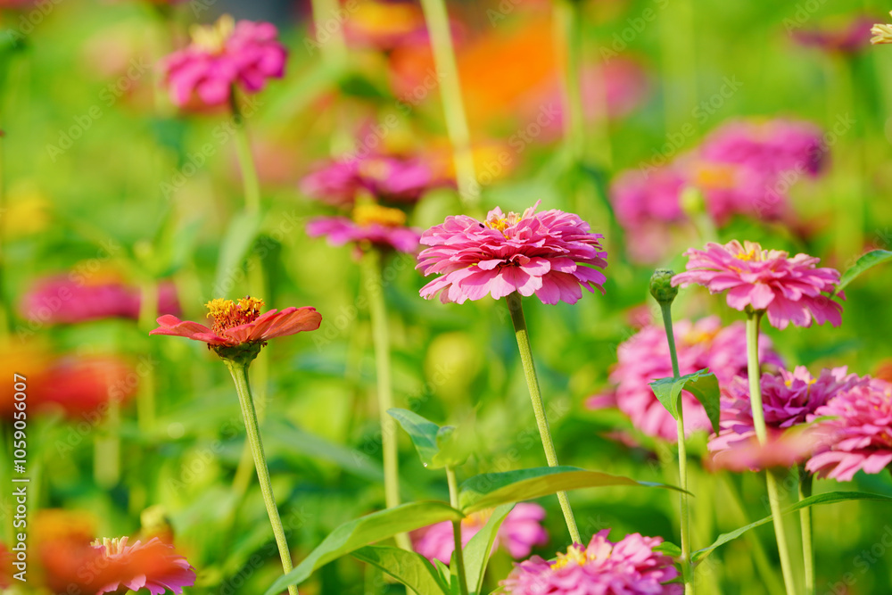 field of Zinnia flower blossom in the garden. field of Zinnia flower blossom in the garden.