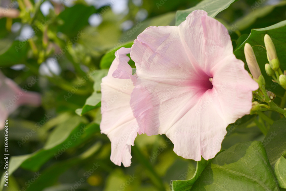 Ipomoea carnea, Ipomoea carnea, the pink morning glory is a species of morning glory that grows as a bush, A close view of Ipomoea carnea flower in nature, Chakwal, Punjab, Pakistan Ipomoea carnea, Ipomoea carnea, the pink morning glory is a species of morning glory that grows as a bush, A close view of Ipomoea carnea flower in nature, Chakwal, Punjab, Pakistan