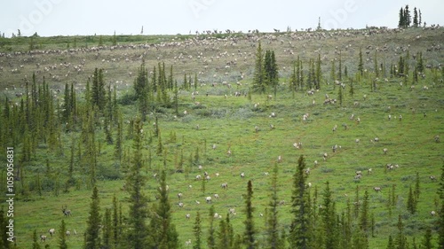 Porcupine caribou (Rangifer tarandus arcticus) herd migrating through Ivvavik National Park; Yukon, Canada photo