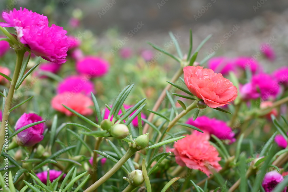 Portulaca grandiflora or moss rose purslane flower closeup, Closeup pink moss rose purslane (portulaca grandiflora) flowers in garden tropical, delicate dreamy of beauty of nature with green leaves Portulaca grandiflora or moss rose purslane flower closeup, Closeup pink moss rose purslane (portulaca grandiflora) flowers in garden tropical, delicate dreamy of beauty of nature with green leaves