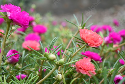 Portulaca grandiflora or moss rose purslane flower closeup, Closeup pink moss rose purslane (portulaca grandiflora) flowers in garden tropical, delicate dreamy of beauty of nature with green leaves