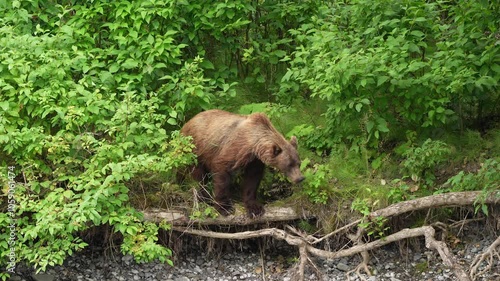 Grizzly bear (Ursus arctos horribilis) ambling through the vegetation and looking around in the wilderness of British Columbia; British Columbia, Canada