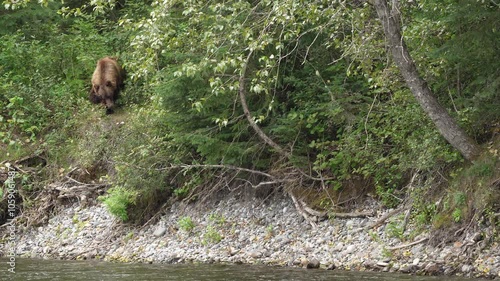 Grizzly bear (Ursus arctos horribilis) looks around and scratches itself along the riverbank of the Nakina River in the Wilderness of British Columbia; British Columbia, Canada