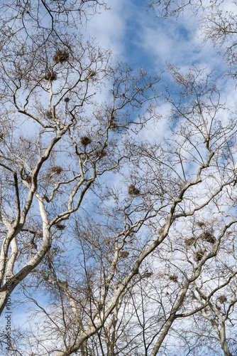 tree branches against blue sky