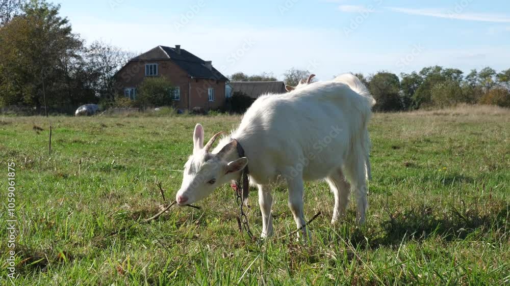 Goats graze on the meadow. Agriculture. Care of goats. Goats graze on the meadow. Agriculture. Care of goats.