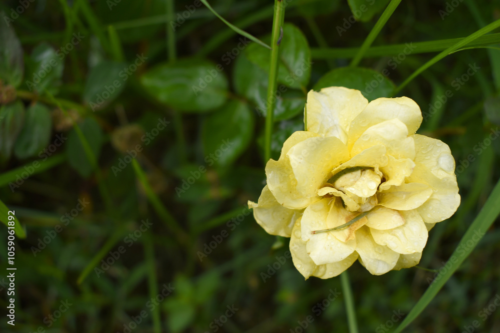 Beautiful white yellow rose flower closeup in garden, A very beautiful rose flower bloomed on the rose tree, Rose flower, bloom flowers, Natural spring flower, Nature Beautiful white yellow rose flower closeup in garden, A very beautiful rose flower bloomed on the rose tree, Rose flower, bloom flowers, Natural spring flower, Nature