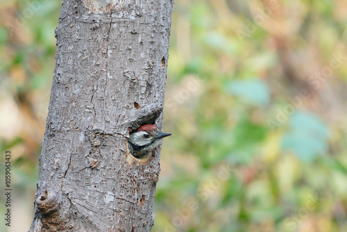 Northern Flicker (Colaptes auratus) baby at nest photo