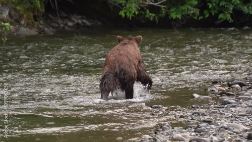 Grizzly bear wandering through the British Columbia wilderness looking for fish in the Nakina River