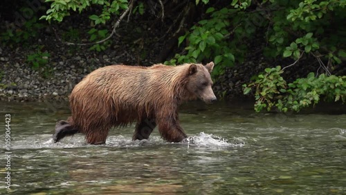 Grizzly bear (Ursus arctos horribilis) wandering through the British Columbia wilderness looking for fish in the Nakina River; British Columbia, Canada