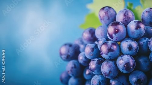 Wallpaper Mural Grapes Ready for Winemaking in Vineyard Rows Torontodigital.ca